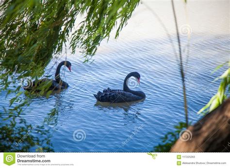 Dos Cisnes Negros En El Lago Imagen De Archivo Imagen De Junto