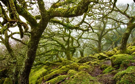 Dartmoor Rambles Enchanting Forests Magical Waterfalls And A Tale Of