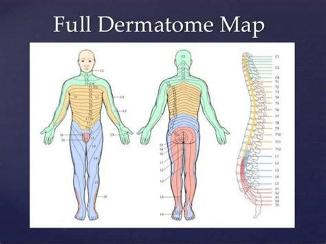 Thoracic Spine Dermatomes And Myotomes - Dermatomes Chart and Map