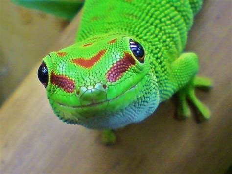 Giant Day Gecko Phelsuma Madagascariensis Grandis