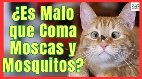 Porque Los Gatos Comen Moscas Y Mosquitos Es Malo O No Youtube