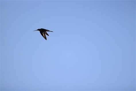 Premium Photo Sandpiper In Flight Wildlife Bird In The Sky