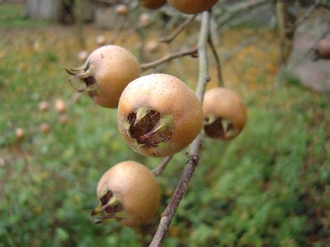 Enfermedades Del N Spero Eriobotrya Jap Nica Gu A Completa