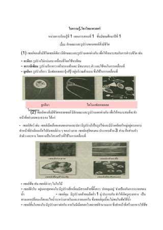 Microscope PDF