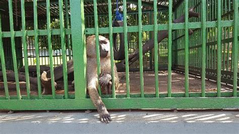 Kumasi Zoo - 2019 All You Need to Know BEFORE You Go (with Photos) - TripAdvisor