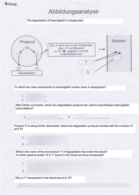 Degradation Of Haemoglobin Diagram Quizlet