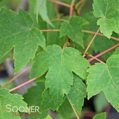 Burgundy Belle® Maple Sooner Plant Farm