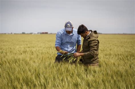 El Gobierno Lanzó Un Plan Para Aumentar La Producción De Trigo A 25