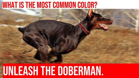 Exploring The Common Colors Of Doberman Pinschers Youtube