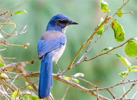 Blue-Colored Birds in Washington State: The Complete Guide + Photos for ...