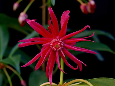 Illicium 'Scorpio' (Scorpio Anise-shrub, Star Flower Scorpio) | North ...