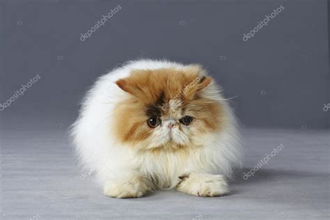 Calico Persian Cat