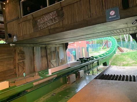 In Pictures Mandrill Mayhem At Chessington UK Theme Park Spy