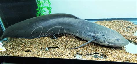 West African Lungfish Protopterus Annectens