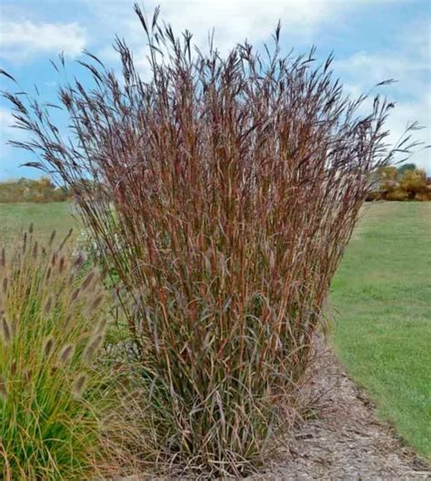 Andropogon Gerardii Indian Warrior Big Bluestem