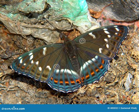 Butterfly Limenitis Populi Stock Photo Image Of Populi Spots