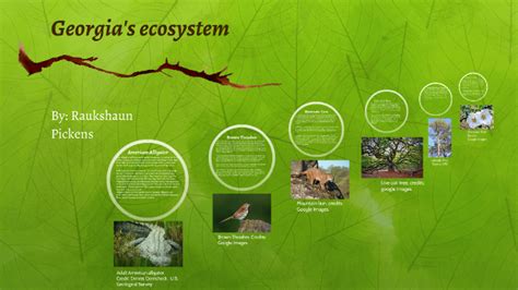 Georgia's ecosystem by Raukshaun Pickens on Prezi