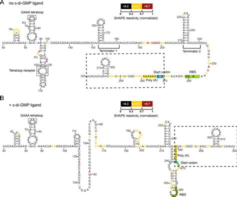 Characterization Of The Dual Regulation By A C Di GMP Riboswitch Bc1