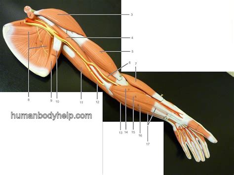 Upper Extremity Muscle Diagram