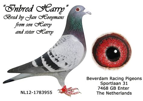 Gaby Vandenabeele Herman Beverdam Racing Pigeons