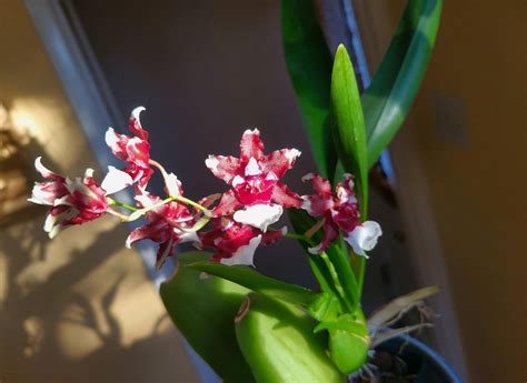 Oncidium Heaven Scent Redolence R Orchids