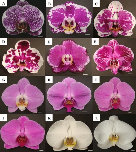 Morphology Of Doritaenopsis And Phalaenopsis Cultivars A Dtps