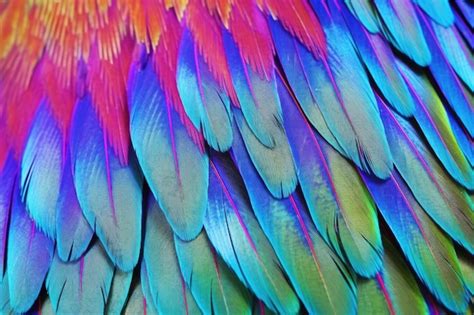 Premium Photo | Iridescent texture on a hummingbird feather