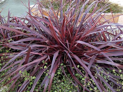 Festival Burgundy Cordyline Atop Dainty Green Foliage Backyard