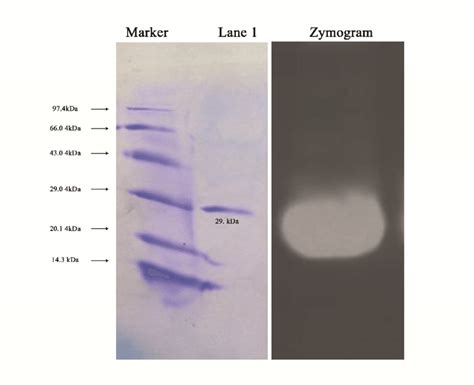 Fig No 1 SDSPAGE 12 Polyacrylamide And Zymogram M Marker Lane