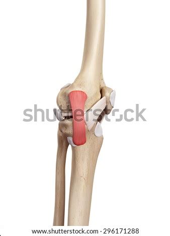 Medial Collateral Ligament Stock Photos, Images, & Pictures | Shutterstock