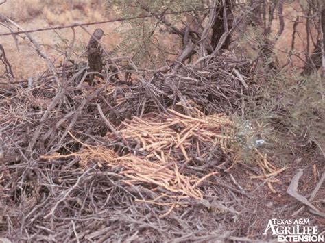 Plants of Texas Rangelands » Mesquite