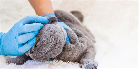 Cat Ear Mites: Causes, Symptoms & Treatment: A Simple (But Complete ...