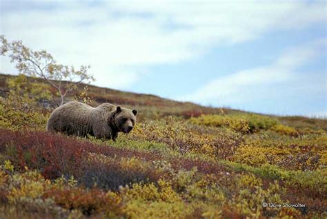 Denali Grizzly | Denali National Park, Alaska | Dave Showalter Nature ...