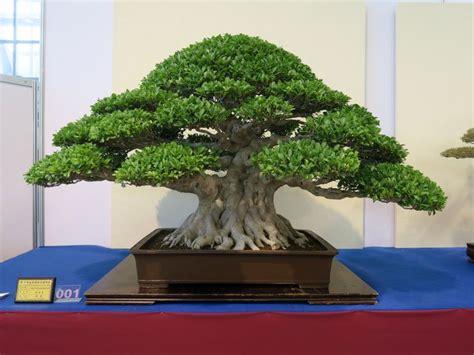 Bonsai Penjing – Bonsai Penjing & More in 2023 | Bonsai garden, Bonsai art, Bonsai styles