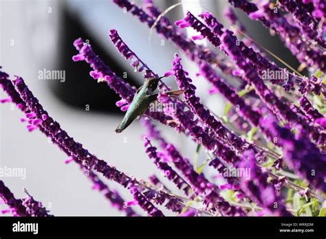 Hummingbird hovering hi-res stock photography and images - Alamy