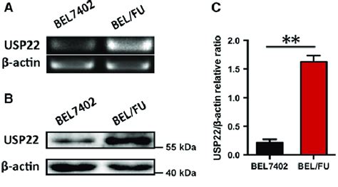 Expression Of Usp In Bel And Bel Fu Cells A The Usp Mrna