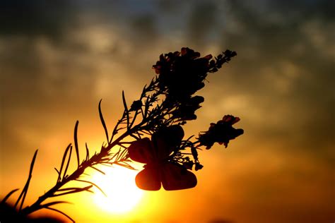 Kostenlose Foto Baum Natur Ast Silhouette Licht Wolke Pflanze