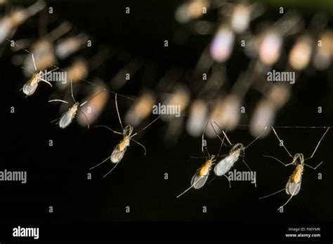 Gall midge hi-res stock photography and images - Alamy