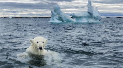 Canadian Arctics Last Intact Ice Shelf Has Collapsed Adventure