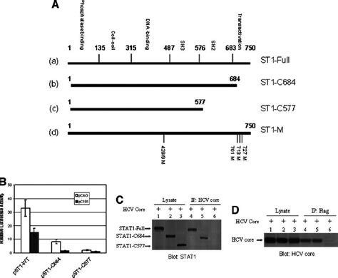 Hcv Core Interacts With Stat At The Sh Domain A Map Of Stat