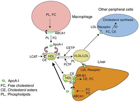 Jci Is It Time To Modify The Reverse Cholesterol Transport Model