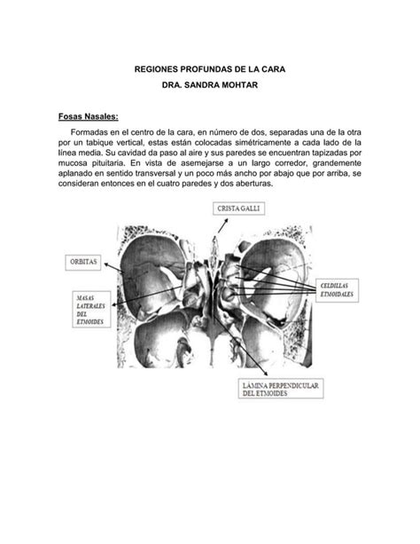 Tema 8 guía regiones profundas de la cara PDF