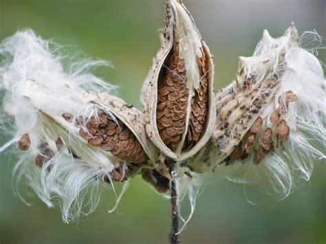 Swamp Milkweed Pods