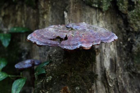 Louisiana Mushroom Identification The Complete Hunting Guide Peachtown