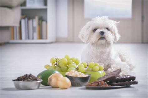 7 Signs Of Healthy Digestion In Dogs 100 Dog Breeds