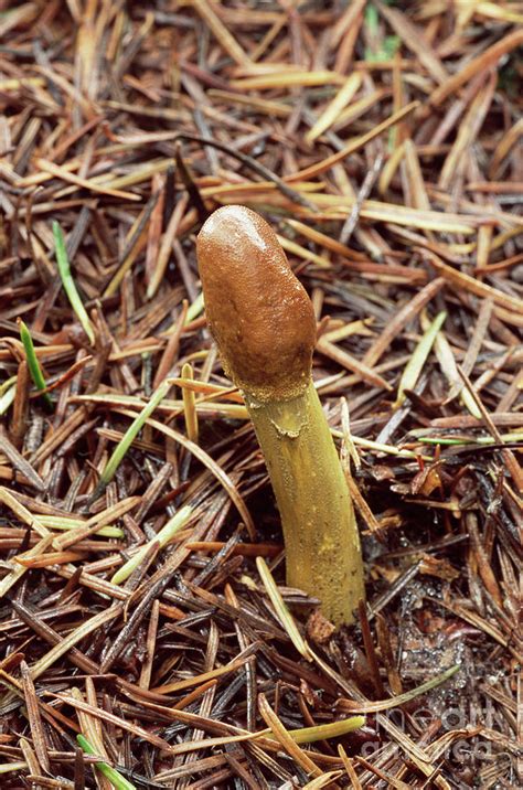 Parasitic Mushroom By John Wright Science Photo Library