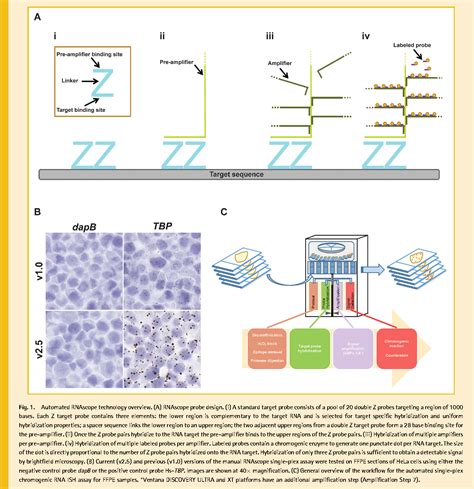 Fully Automated RNAscope In Situ Hybridization Assays For Formalin