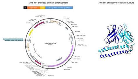 Recombinant Ha Monoclonal Antibody Bicell Scientific®