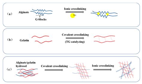 Molecules Free Full Text An Interpenetrating Alginate Gelatin