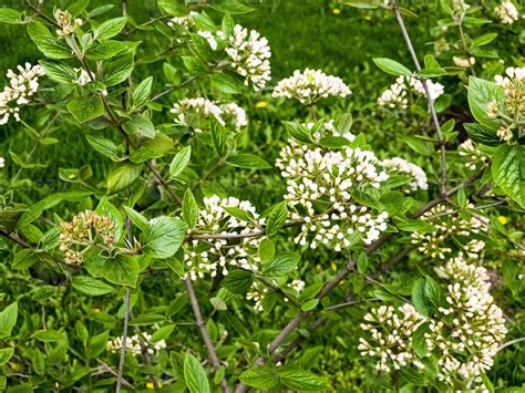 Flowers Of A Leatherleaf Viburnum Viburnum Rhytidophyllum